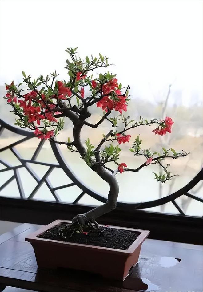 园艺种植什么花好(园艺作物常用的种植方式)