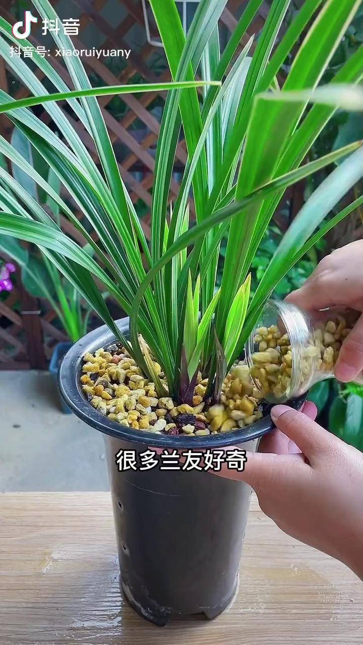 小石头园艺兰花(用兰花用的小石子是多少规格的)