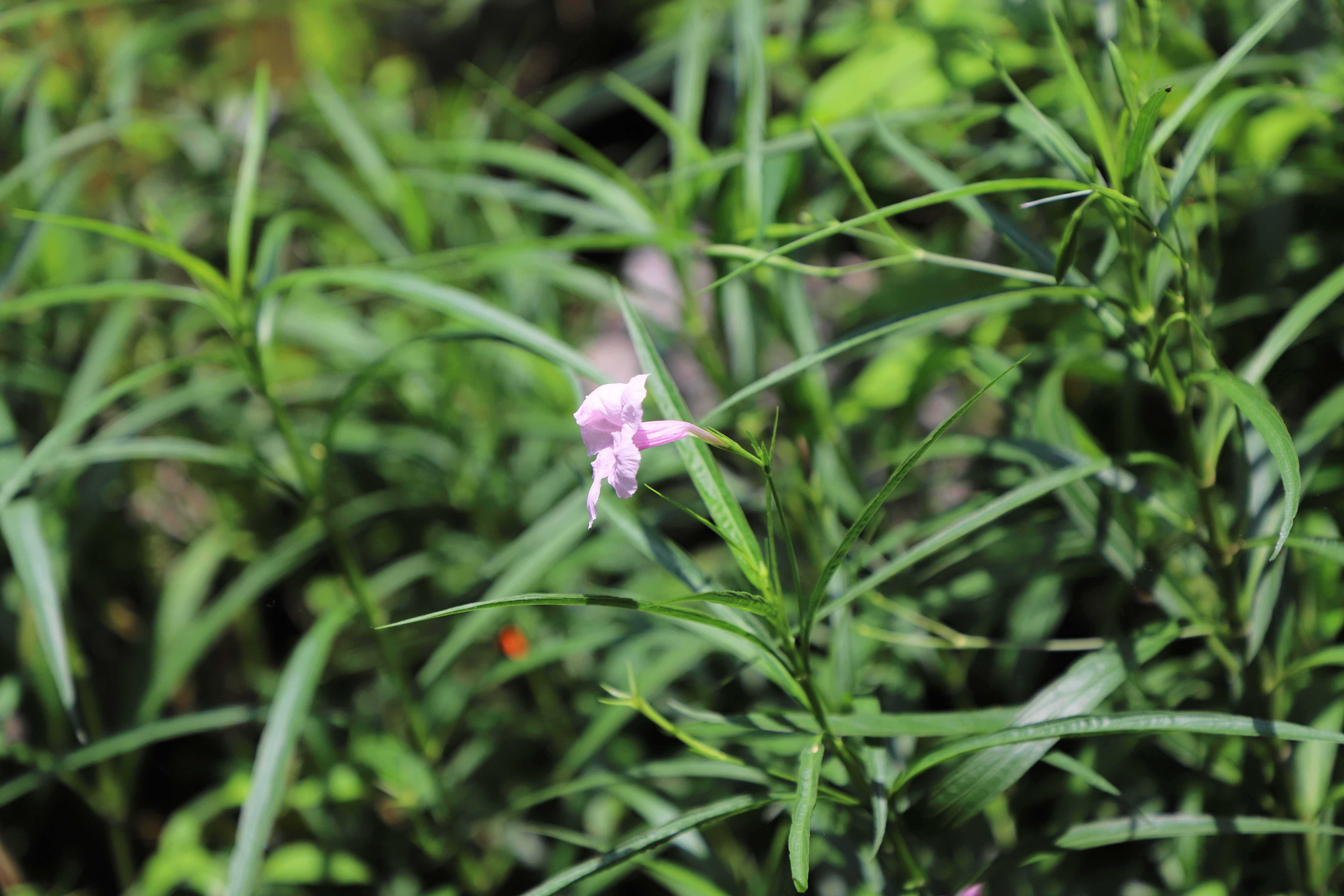 小蓝草花卉园艺(26届中国国际花卉园艺)