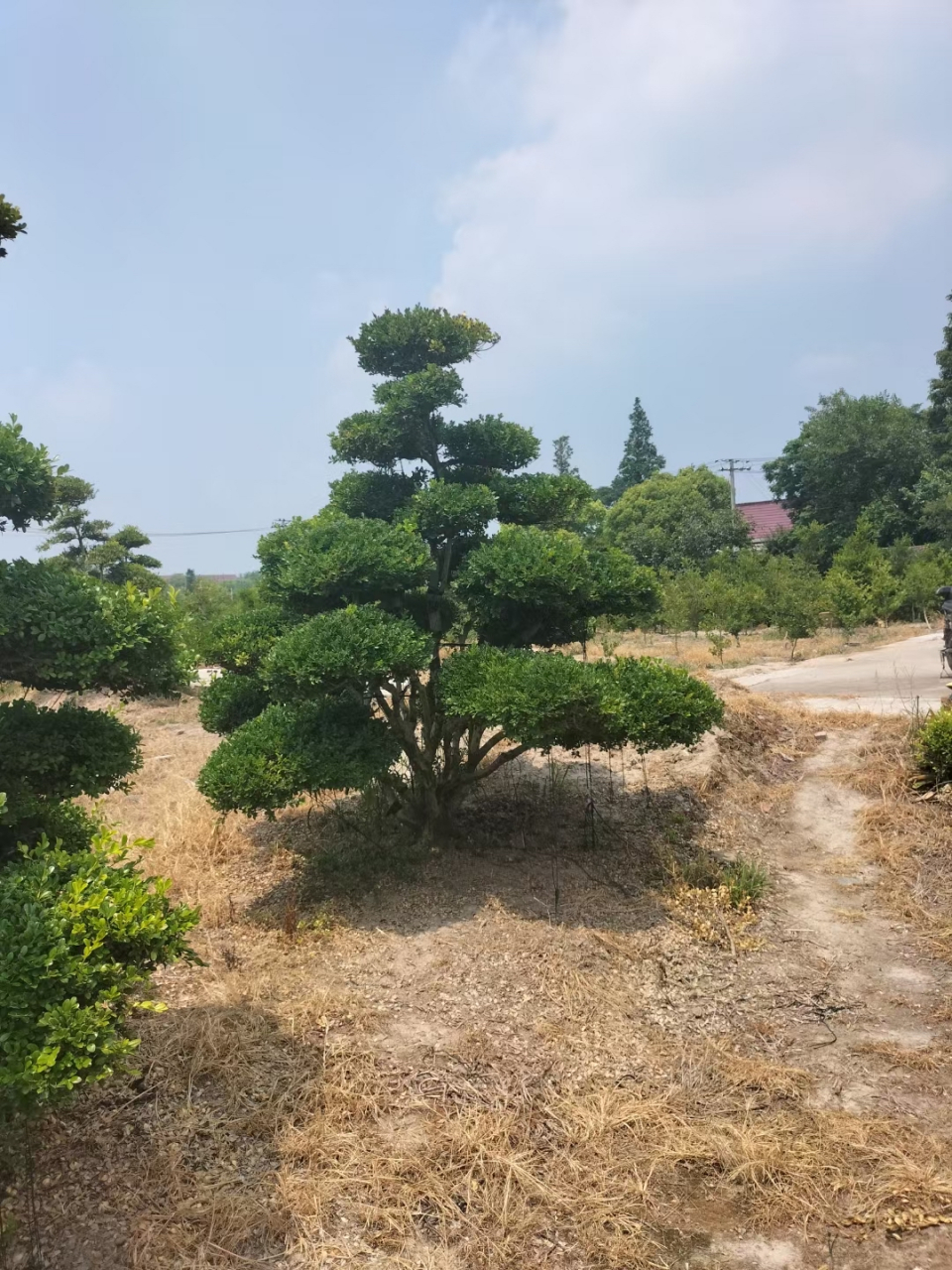 南通通州黄杨园艺(通州苗圃大叶黄杨基地)