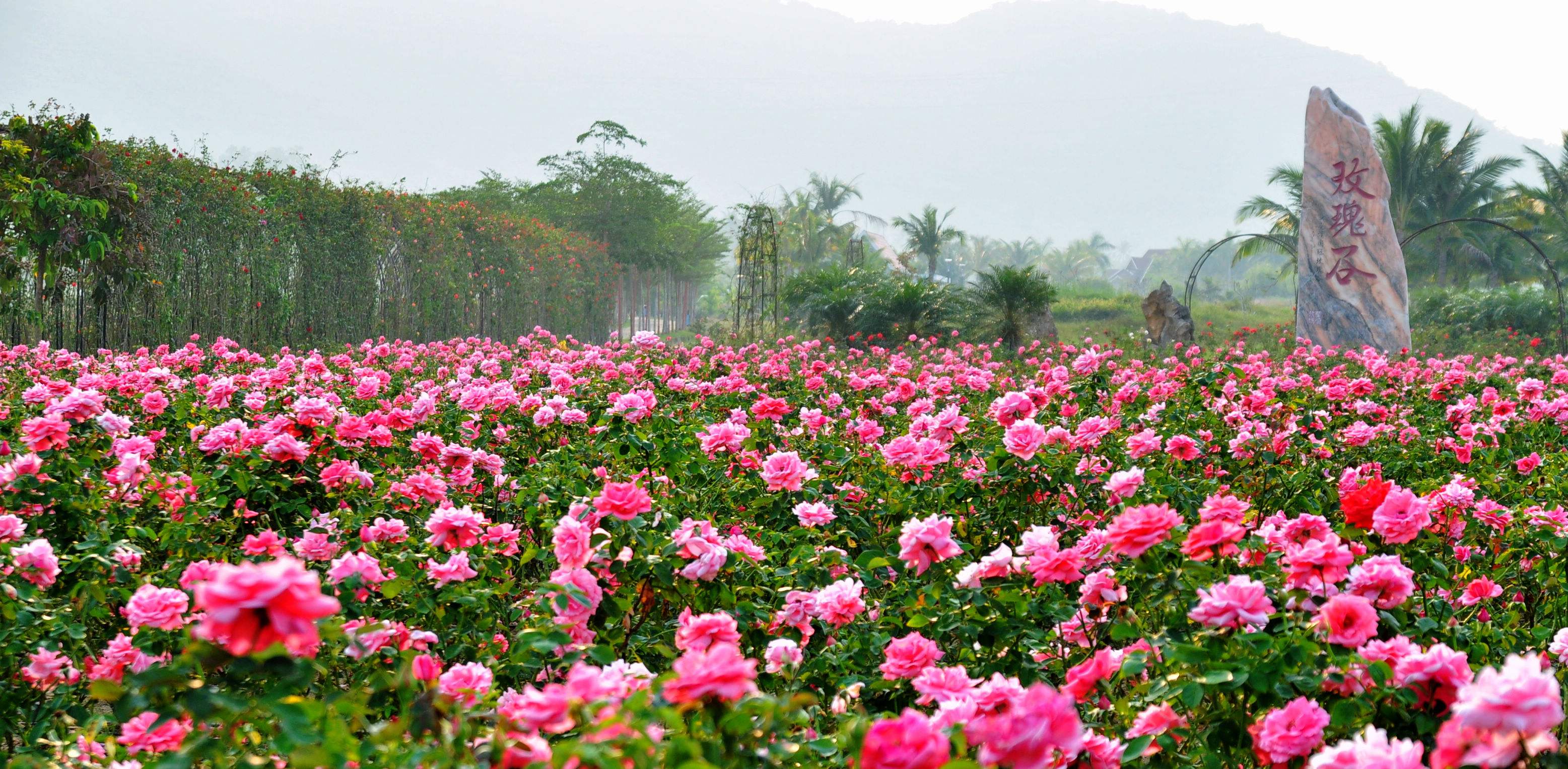 绵阳园艺山赏花(绵阳园艺山美食前十名)