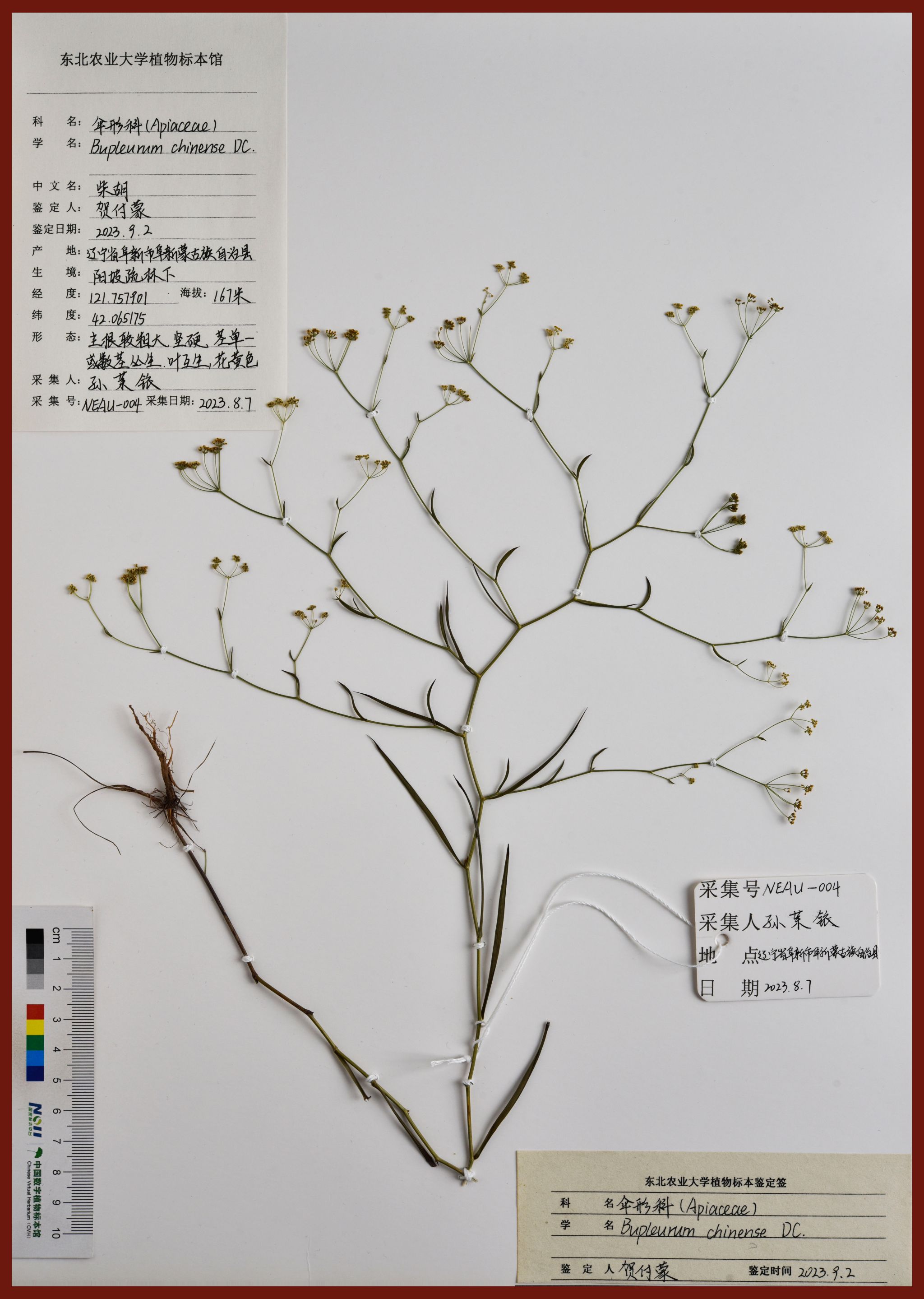 园林园艺植物标本(园林园艺植物标本图片)