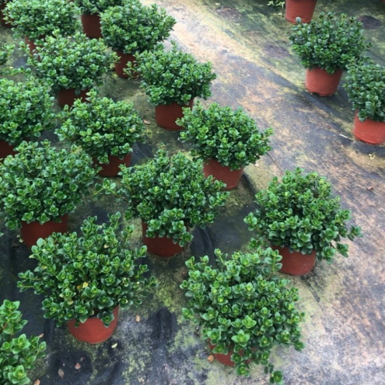 花美丽绿植园艺(花美丽绿植园艺有哪些)