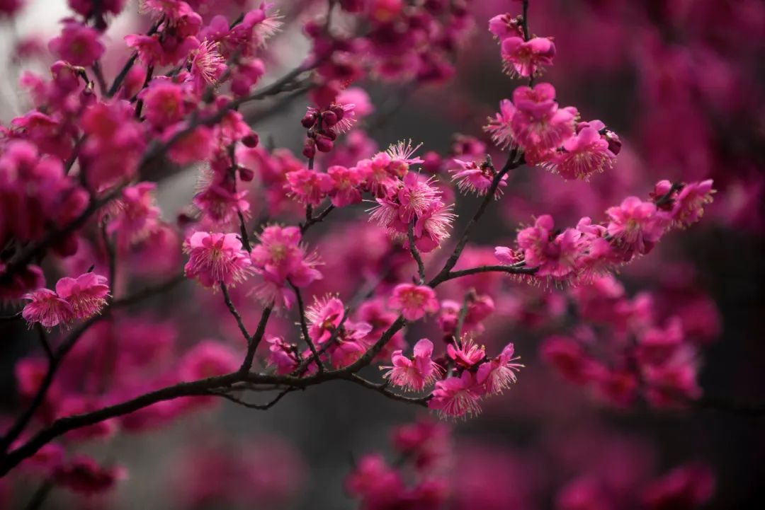 南枝花卉园艺园(通州花卉批发基地)