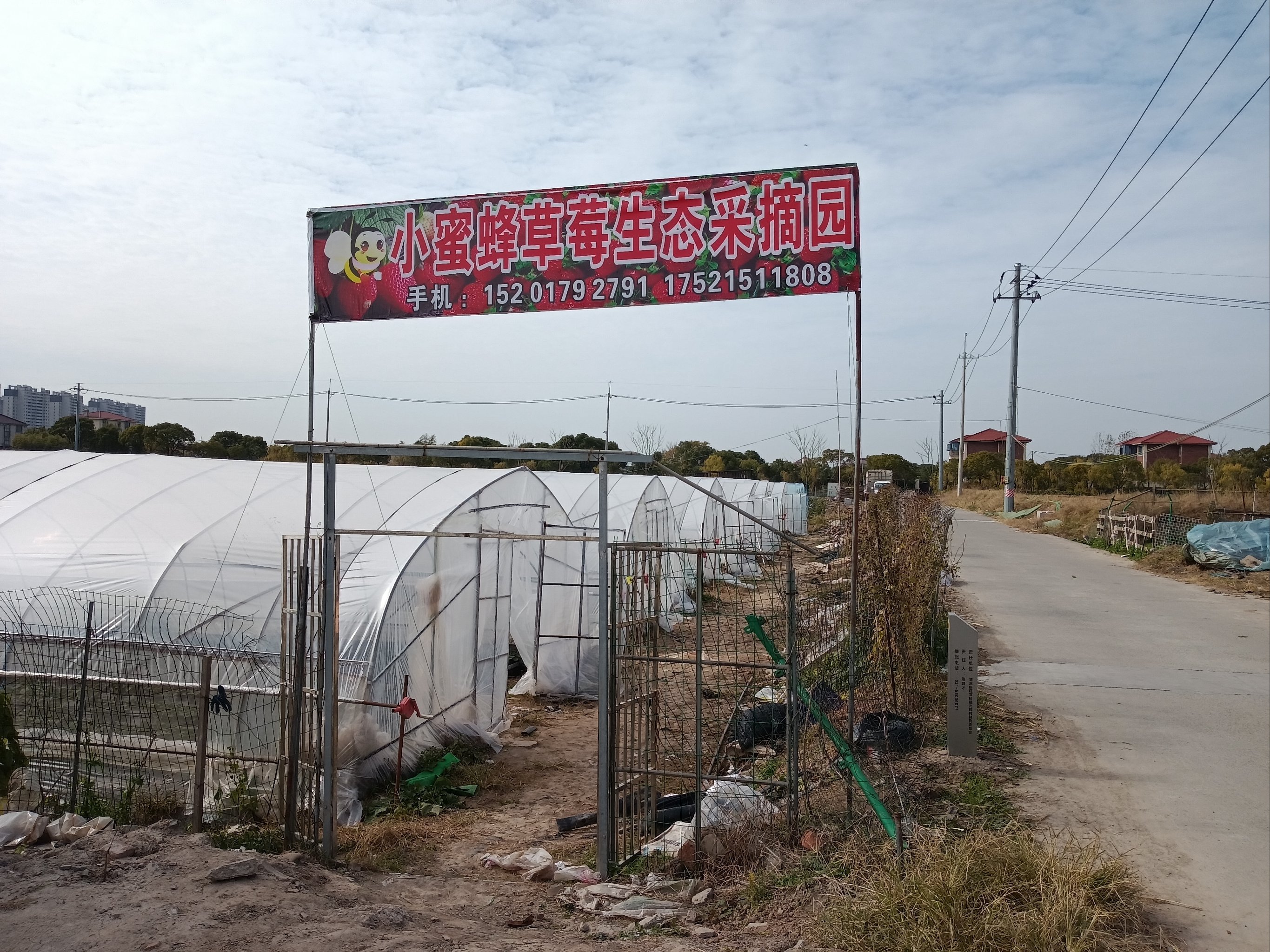 园艺草莓基地地址(园艺草莓基地地址在哪里)