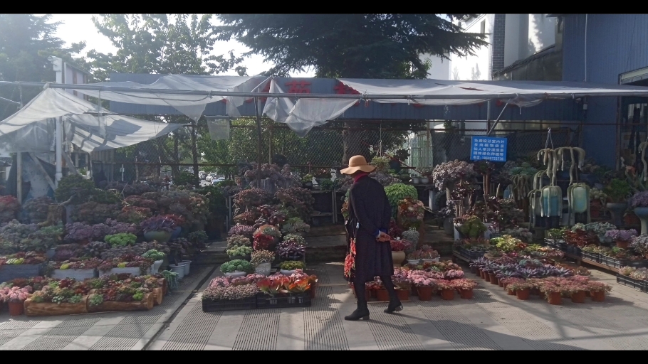 园艺山花鸟市场(苏州艺都古玩花鸟市场)