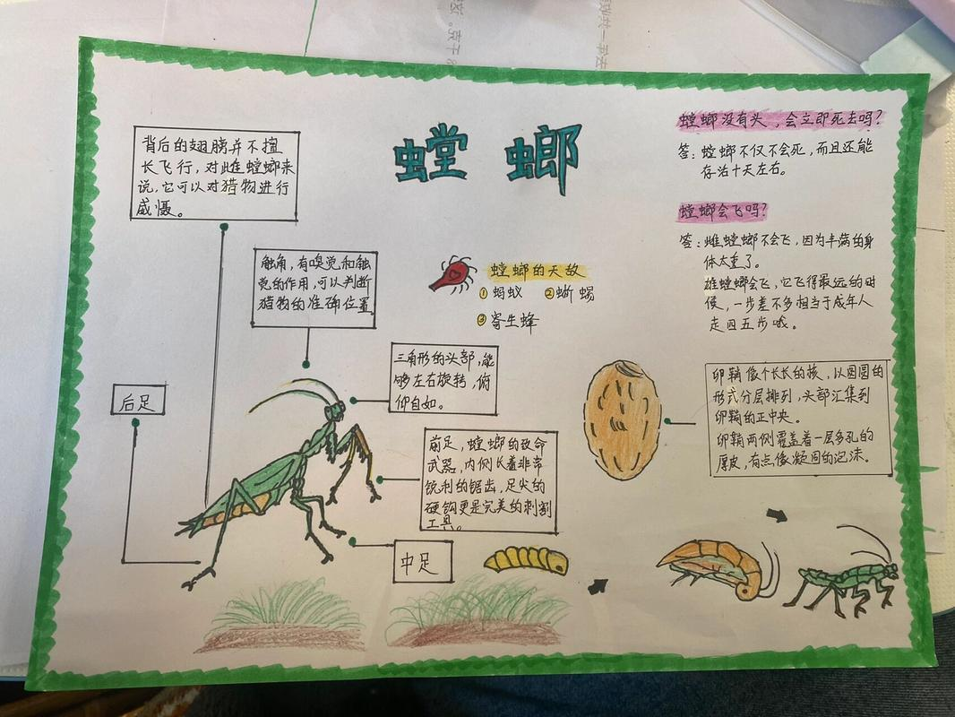 园艺昆虫学教案(昆虫记导读课ppt)