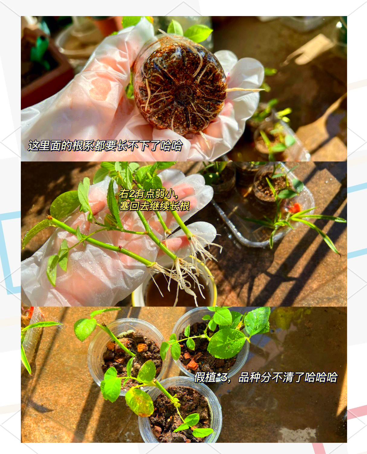 园艺修剪枝条苦不苦(园艺植物修剪的基本方法是哪三种)