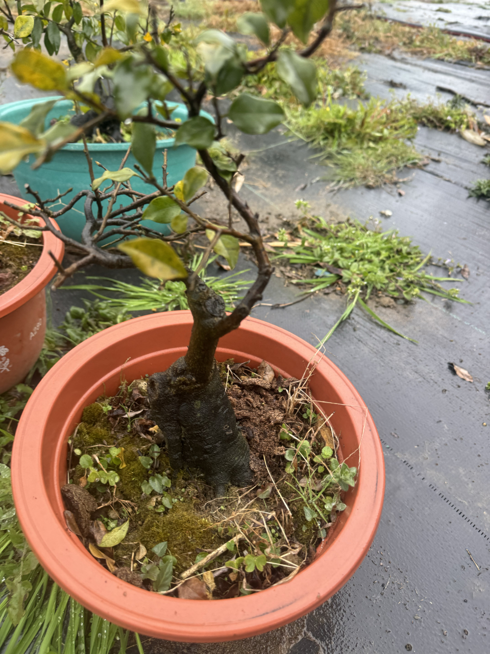 小雨园艺盆景图片大全(小雨园艺盆景图片大全大图)