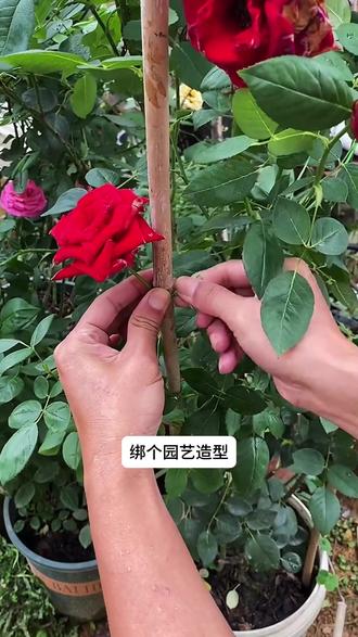 园艺捆扎线怎么使用(园艺线买哪款的比较好)