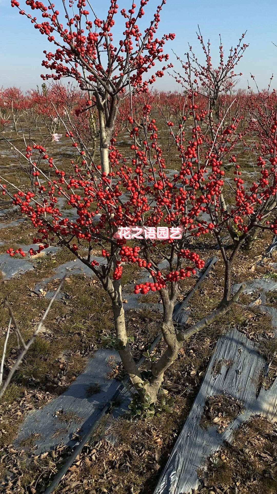 德州北美冬青园艺(德州北美冬青园艺招聘)