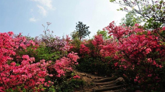 万花谷园艺门票多少(神仙花谷花乐园门票多少钱)