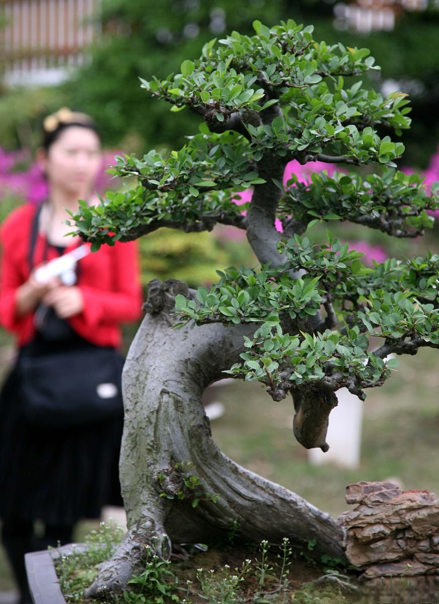 宜丰县盆景园艺(盆景园艺名字大全)