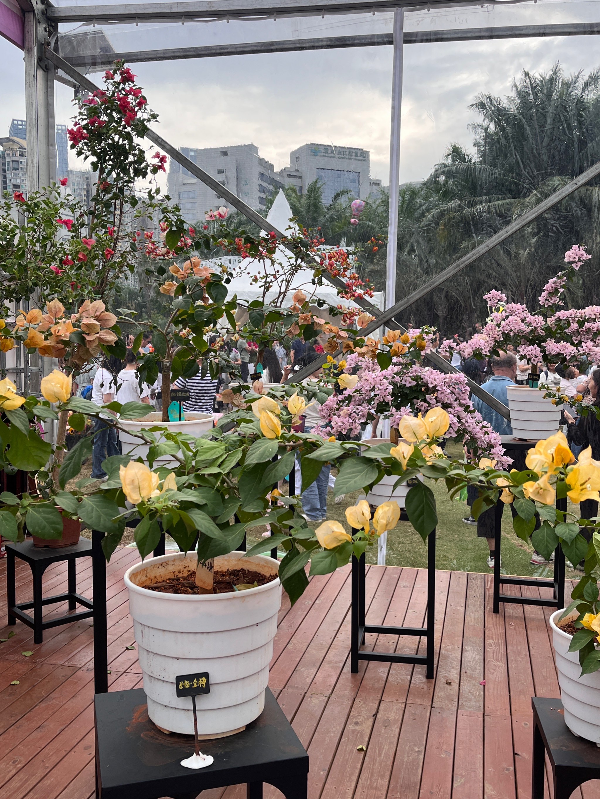 壹植花卉园艺推荐(花卉和园艺有什么区别)