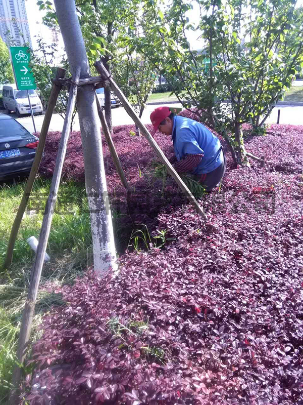 园艺绿植室外养护(园艺绿植室外养护方法)